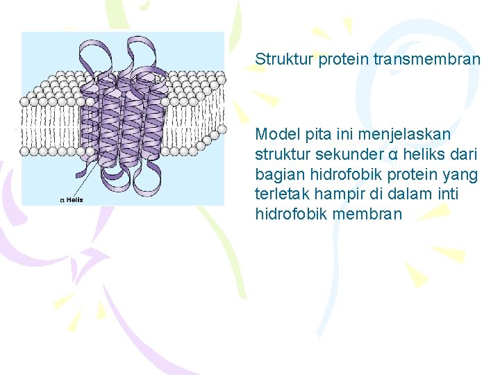 Struktur protein transmembran Model pita ini menjelaskan struktur sekunder α heliks dari bagian hidrofobik Struktur protein transmembran Model pita ini menjelaskan struktur sekunder α heliks dari bagian hidrofobik