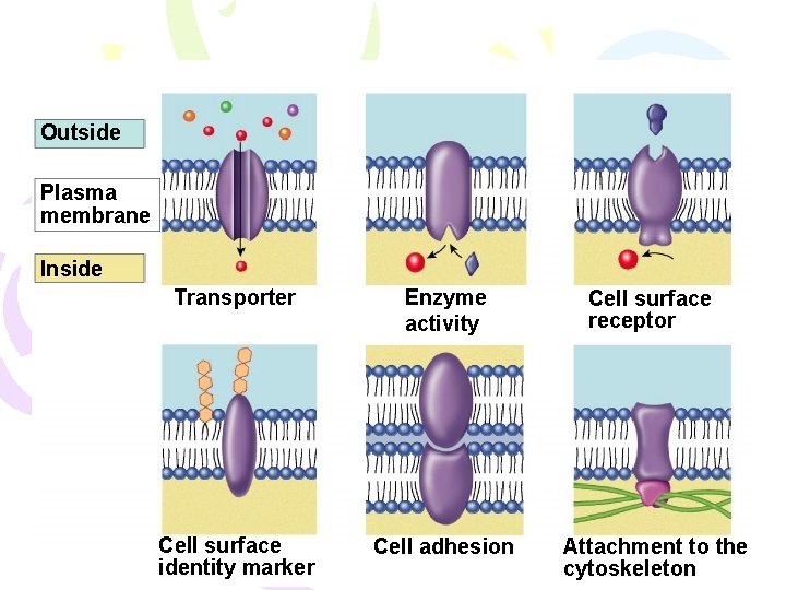 Outside Plasma membrane Inside Transporter Enzyme activity Cell surface receptor Cell surface identity marker