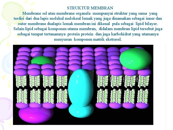 STRUKTUR MEMBRAN Membrane sel atau membrane organela mempunyai struktur yang sama yang terdiri dari