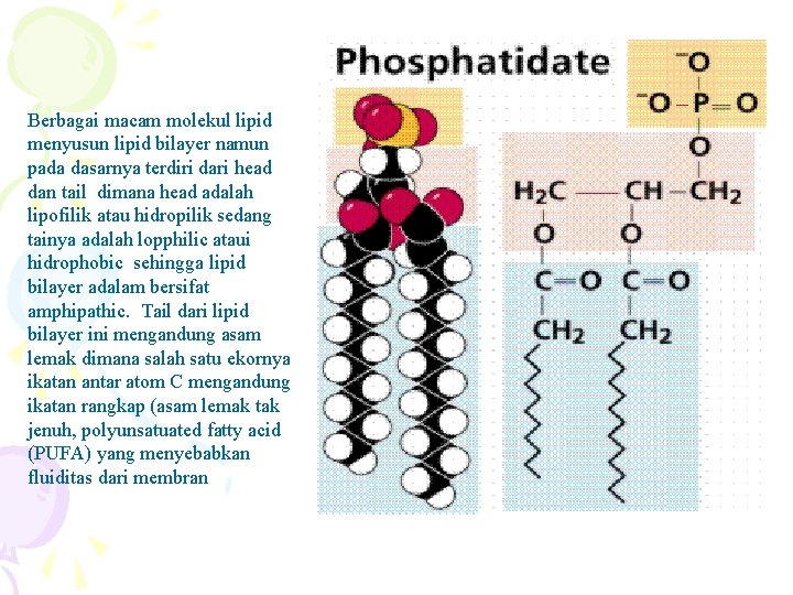 Berbagai macam molekul lipid menyusun lipid bilayer namun pada dasarnya terdiri dari head dan