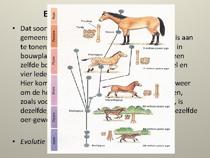 Extra: Bouwplannen vergelijken • Dat soorten zich in de loop van de tijd uit