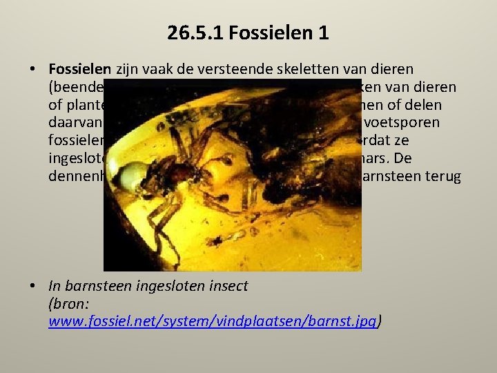 26. 5. 1 Fossielen 1 • Fossielen zijn vaak de versteende skeletten van dieren