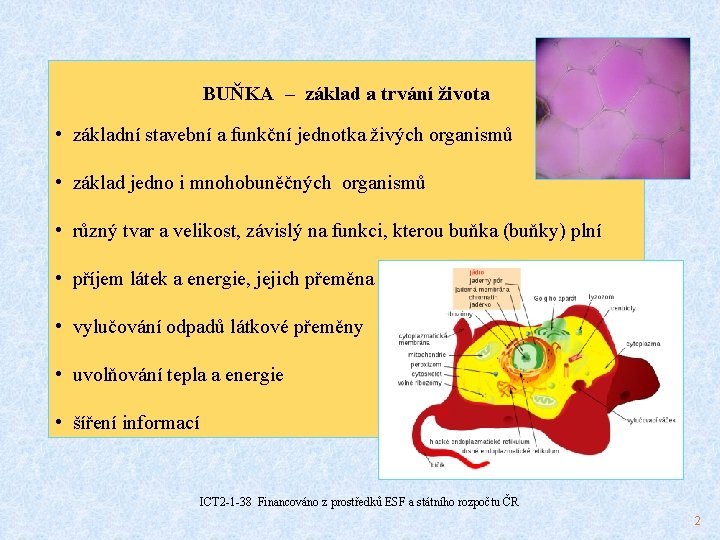 BUŇKA – základ a trvání života • základní stavební a funkční jednotka živých organismů