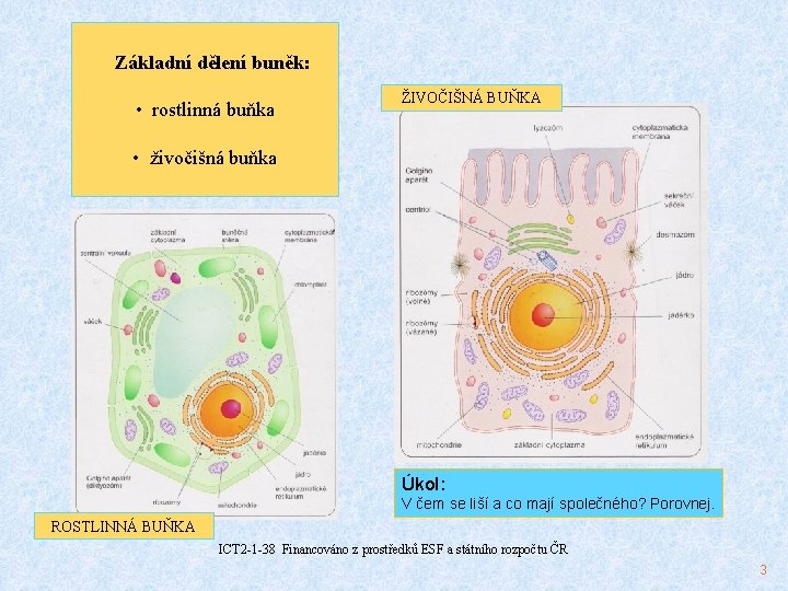 Základní dělení buněk: • rostlinná buňka ŽIVOČIŠNÁ BUŇKA • živočišná buňka Úkol: V čem