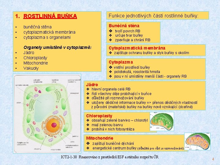 1. ROSTLINNÁ BUŇKA Funkce jednotlivých částí rostlinné buňky: • • • buněčná stěna cytoplazmatická