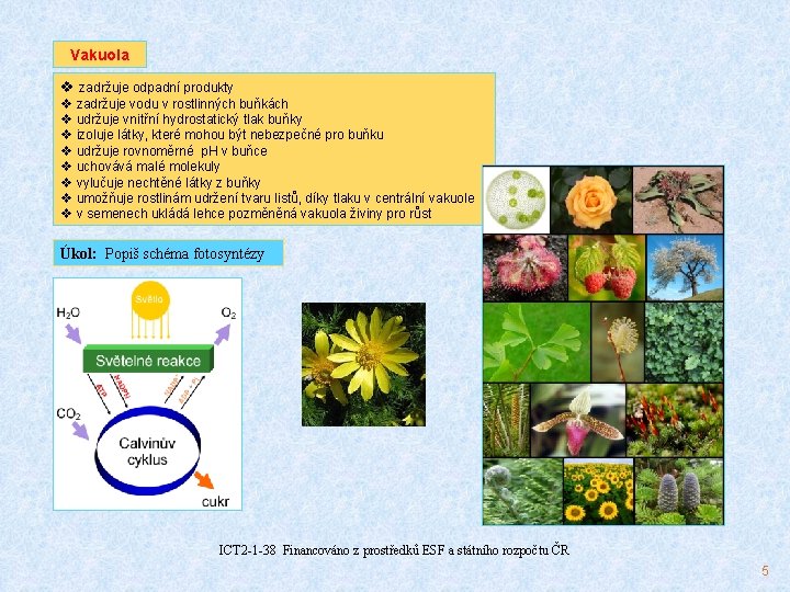 Vakuola v zadržuje odpadní produkty v zadržuje vodu v rostlinných buňkách v udržuje vnitřní