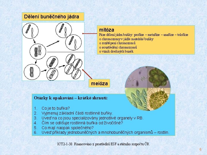 Dělení buněčného jádra mitóza Fáze dělení jádra buňky: profáze – metafáze – anafáze –