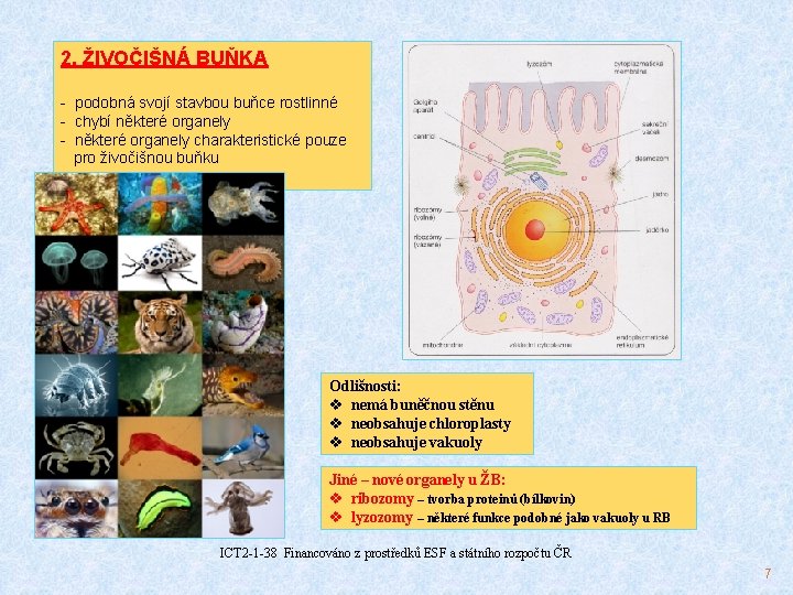 2. ŽIVOČIŠNÁ BUŇKA - podobná svojí stavbou buňce rostlinné - chybí některé organely -