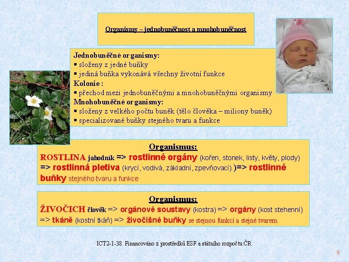 Organismy – jednobuněčnost a mnohobuněčnost Jednobuněčné organismy: § složeny z jedné buňky § jediná