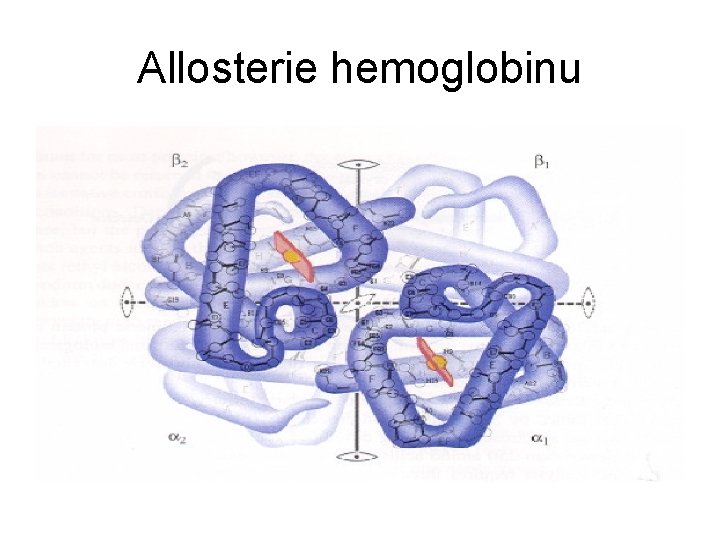 Allosterie hemoglobinu 