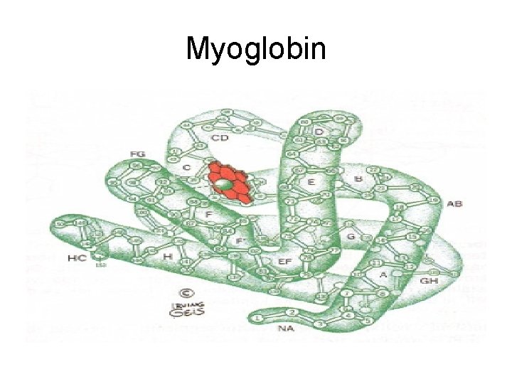 Myoglobin 