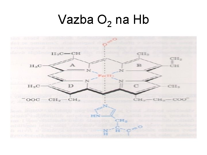 Vazba O 2 na Hb 