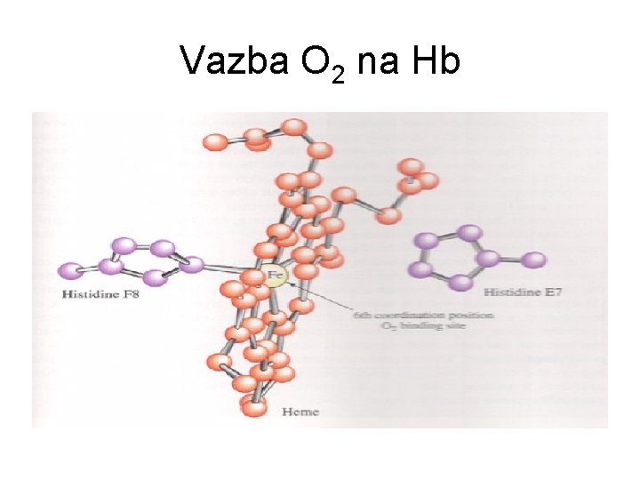 Vazba O 2 na Hb 