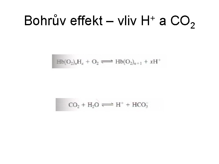 Bohrův effekt – vliv H+ a CO 2 