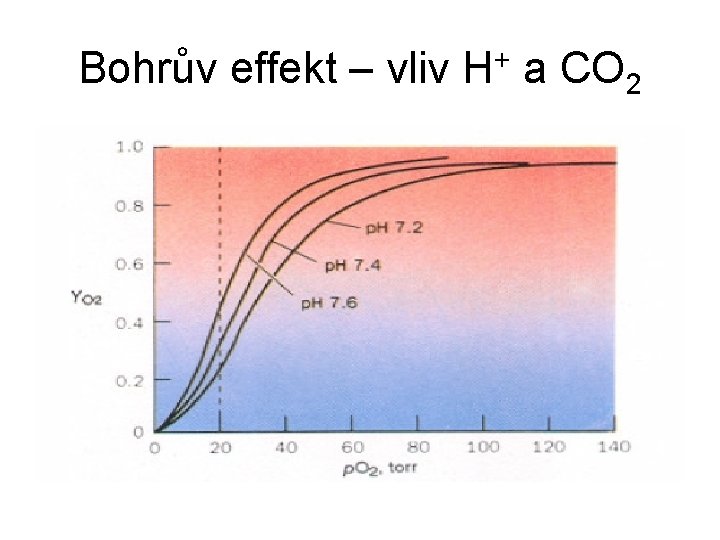 Bohrův effekt – vliv H+ a CO 2 