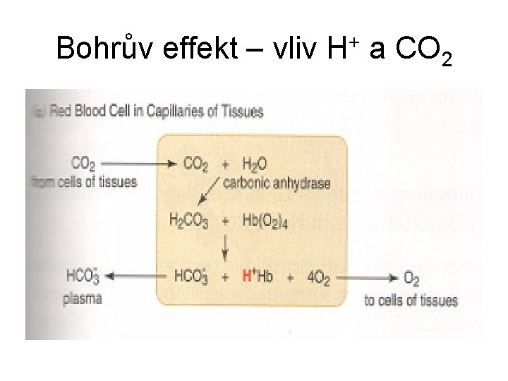 Bohrův effekt – vliv H+ a CO 2 
