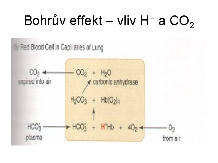 Bohrův effekt – vliv H+ a CO 2 