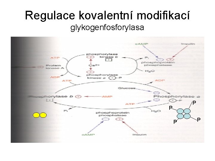 Regulace kovalentní modifikací glykogenfosforylasa P P 