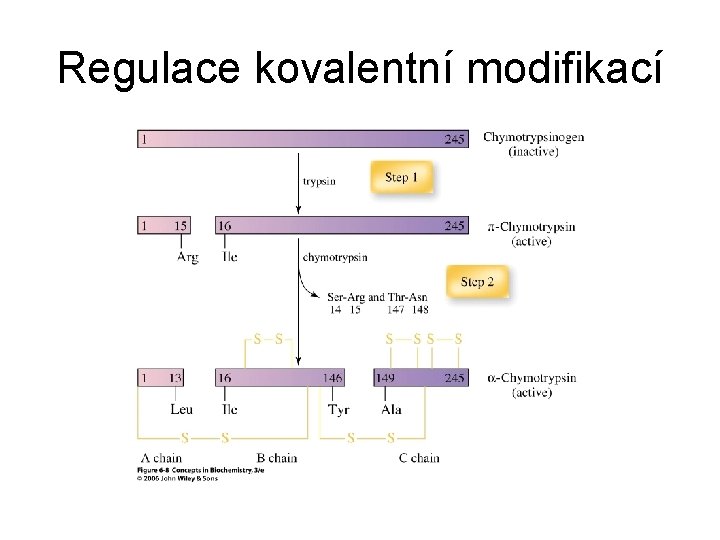 Regulace kovalentní modifikací 