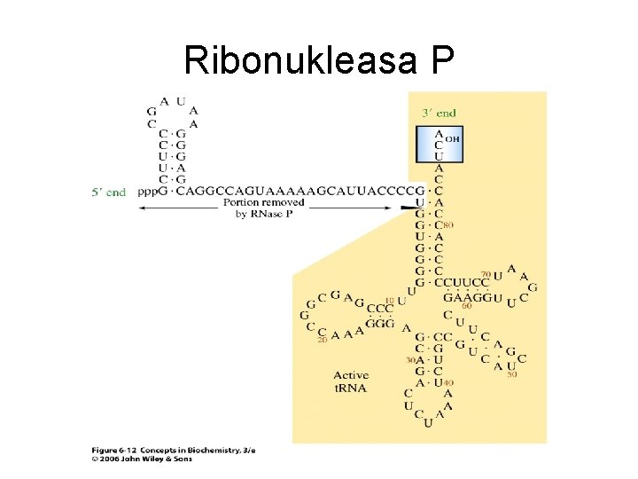 Ribonukleasa P 