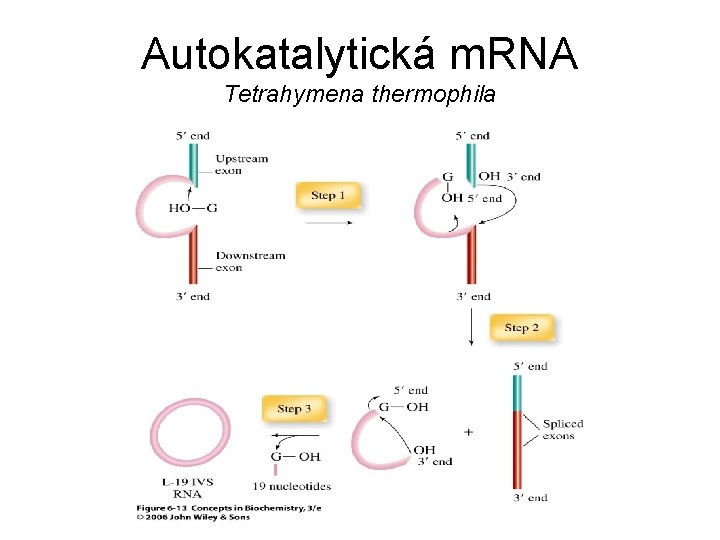Autokatalytická m. RNA Tetrahymena thermophila 
