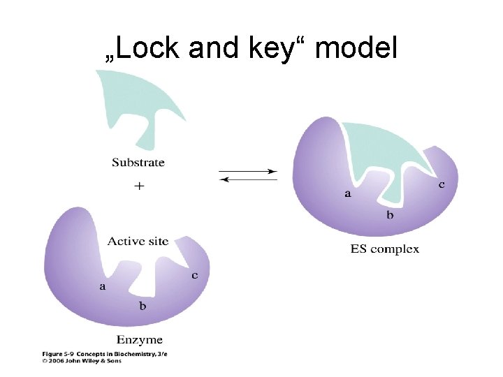 „Lock and key“ model 