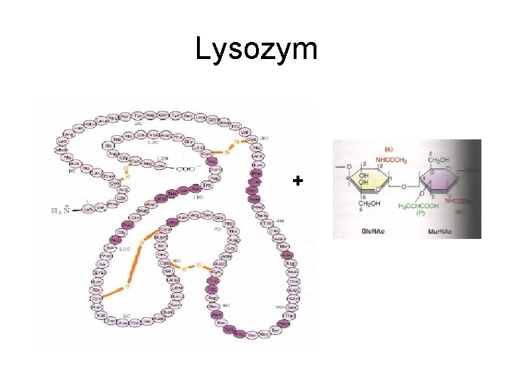 Lysozym + 