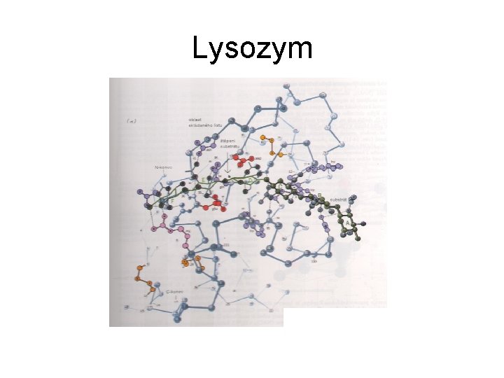 Lysozym 
