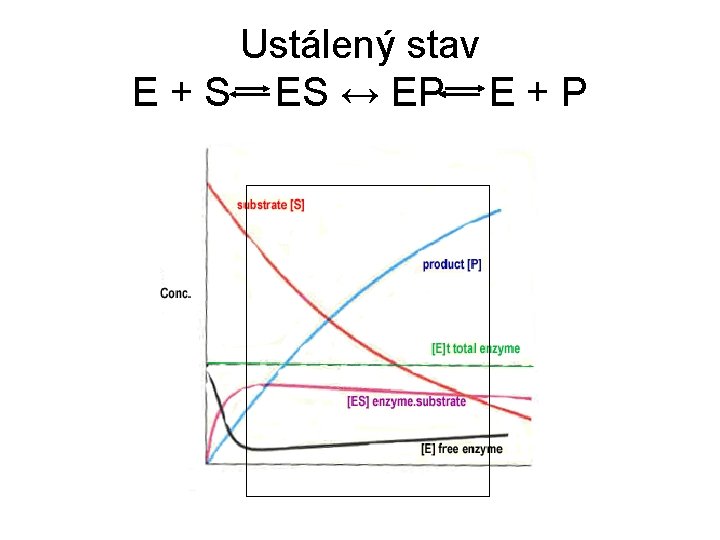 Ustálený stav E + S ES ↔ EP E + P 