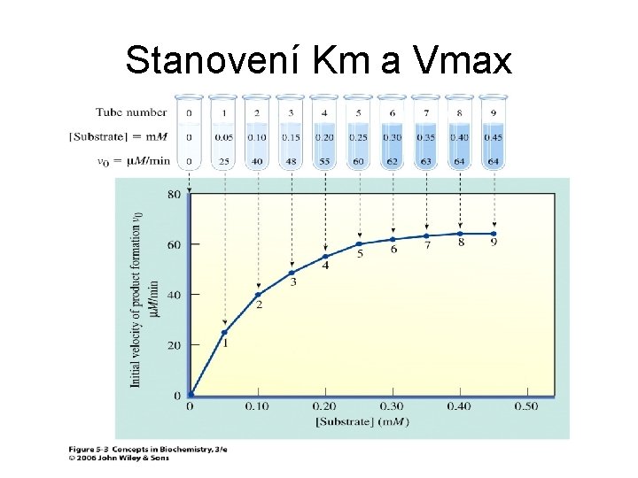 Stanovení Km a Vmax 