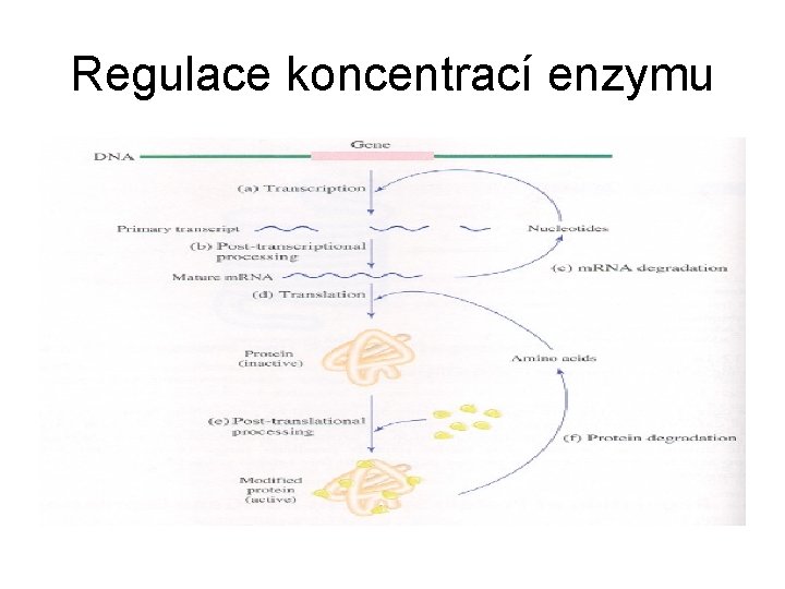 Regulace koncentrací enzymu 