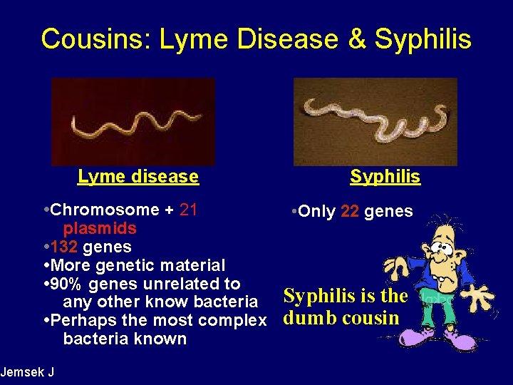 Cousins: Lyme Disease & Syphilis Lyme disease • Chromosome + 21 plasmids • 132