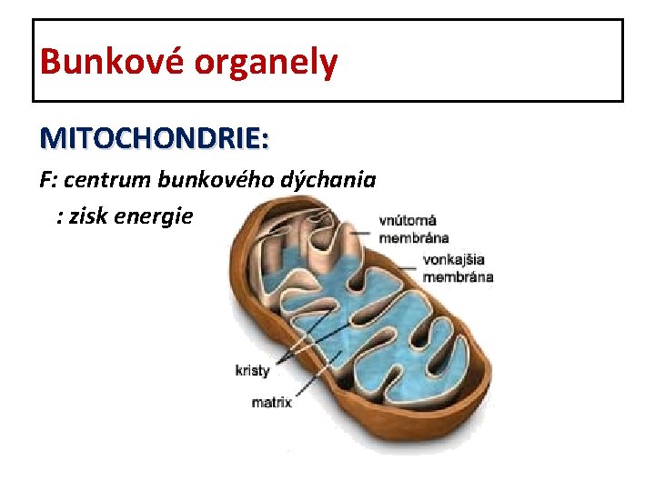 Bunkové organely MITOCHONDRIE: F: centrum bunkového dýchania : zisk energie 