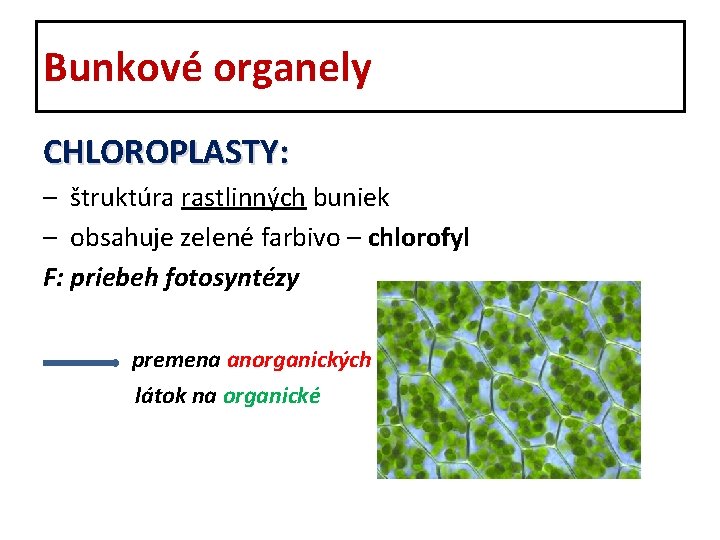 Bunkové organely CHLOROPLASTY: – štruktúra rastlinných buniek – obsahuje zelené farbivo – chlorofyl F: