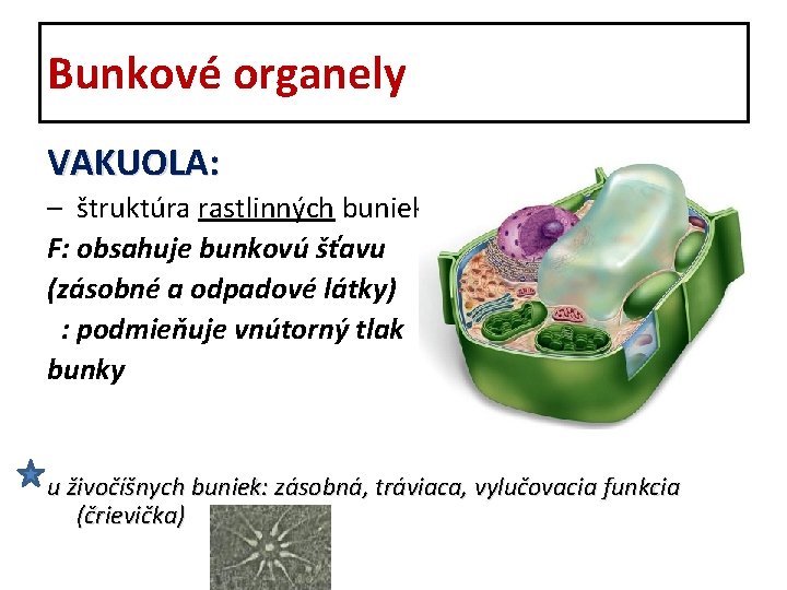 Bunkové organely VAKUOLA: – štruktúra rastlinných buniek F: obsahuje bunkovú šťavu (zásobné a odpadové