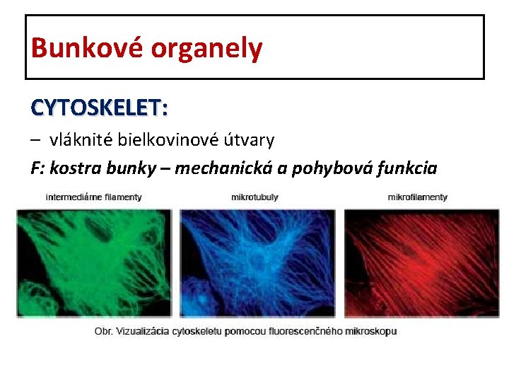 Bunkové organely CYTOSKELET: – vláknité bielkovinové útvary F: kostra bunky – mechanická a pohybová