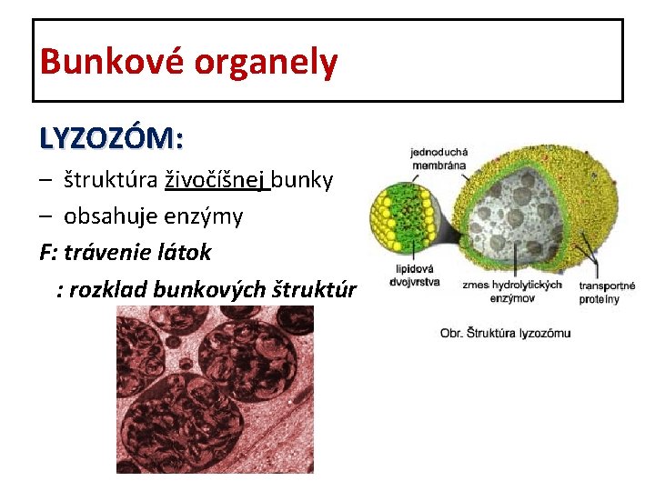 Bunkové organely LYZOZÓM: – štruktúra živočíšnej bunky – obsahuje enzýmy F: trávenie látok :