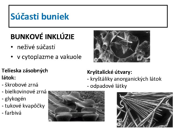 Súčasti buniek BUNKOVÉ INKLÚZIE • neživé súčasti • v cytoplazme a vakuole Telieska zásobných