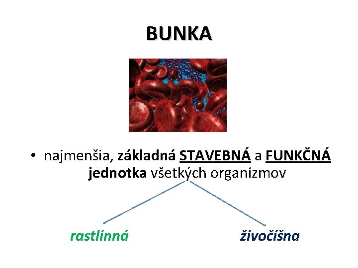 BUNKA • najmenšia, základná STAVEBNÁ a FUNKČNÁ jednotka všetkých organizmov rastlinná živočíšna 