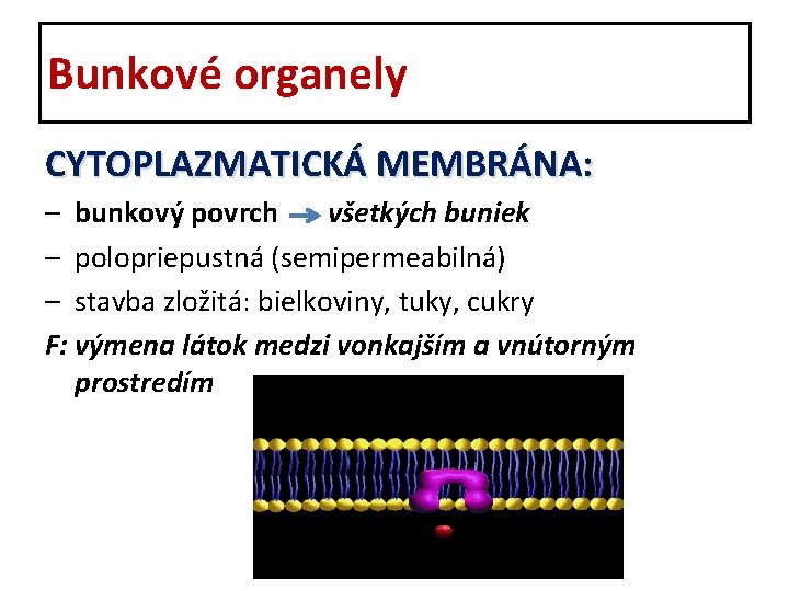 Bunkové organely CYTOPLAZMATICKÁ MEMBRÁNA: – bunkový povrch všetkých buniek – polopriepustná (semipermeabilná) – stavba