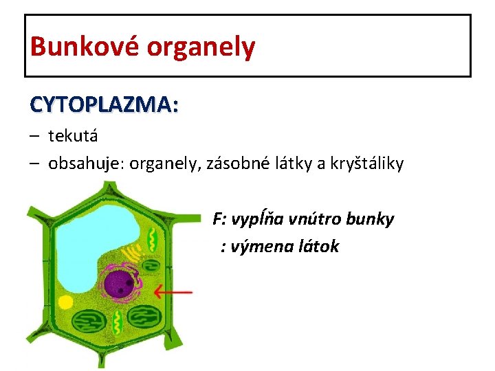 Bunkové organely CYTOPLAZMA: – tekutá – obsahuje: organely, zásobné látky a kryštáliky F: vypĺňa