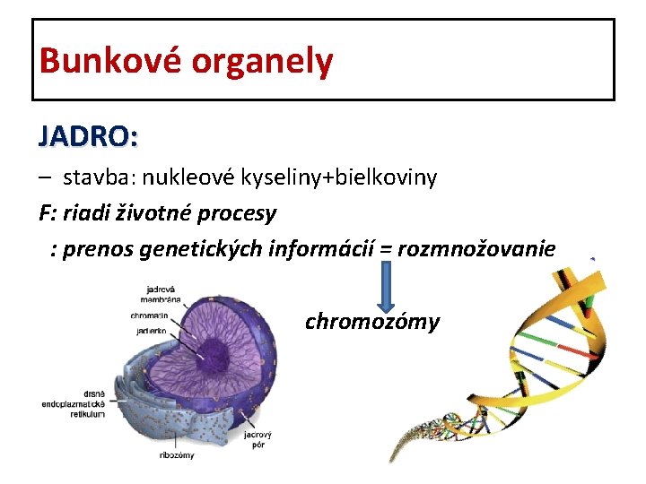 Bunkové organely JADRO: – stavba: nukleové kyseliny+bielkoviny F: riadi životné procesy : prenos genetických