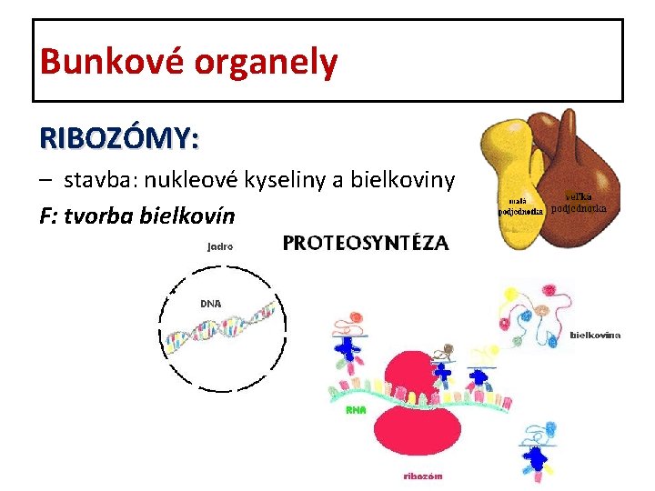 Bunkové organely RIBOZÓMY: – stavba: nukleové kyseliny a bielkoviny F: tvorba bielkovín 