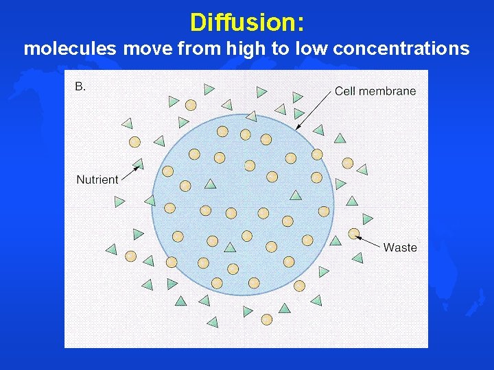 Diffusion: molecules move from high to low concentrations 