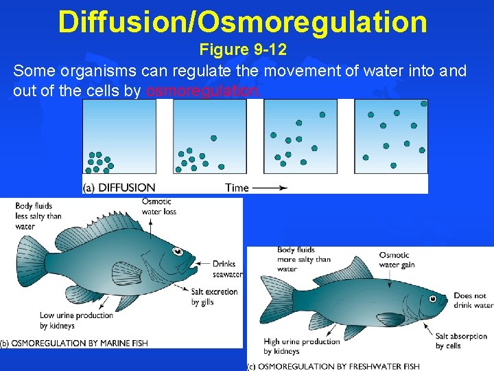 Diffusion/Osmoregulation Figure 9 -12 Some organisms can regulate the movement of water into and