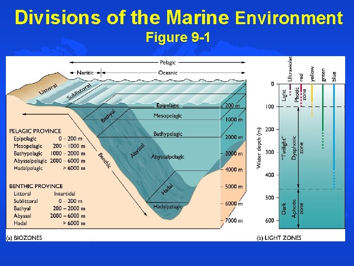 Divisions of the Marine Environment Figure 9 -1 