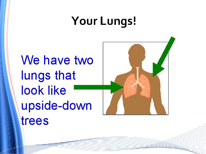 Your Lungs! We have two lungs that look like upside-down trees 