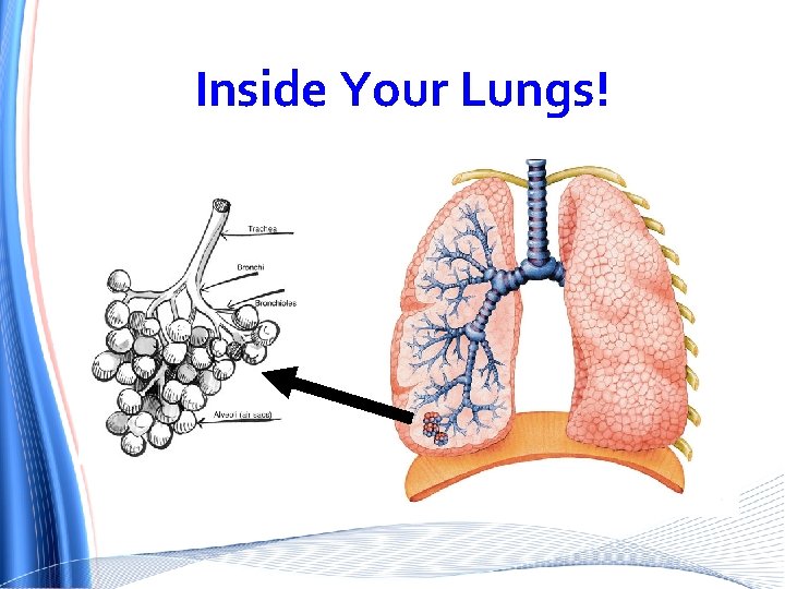 Inside Your Lungs! 