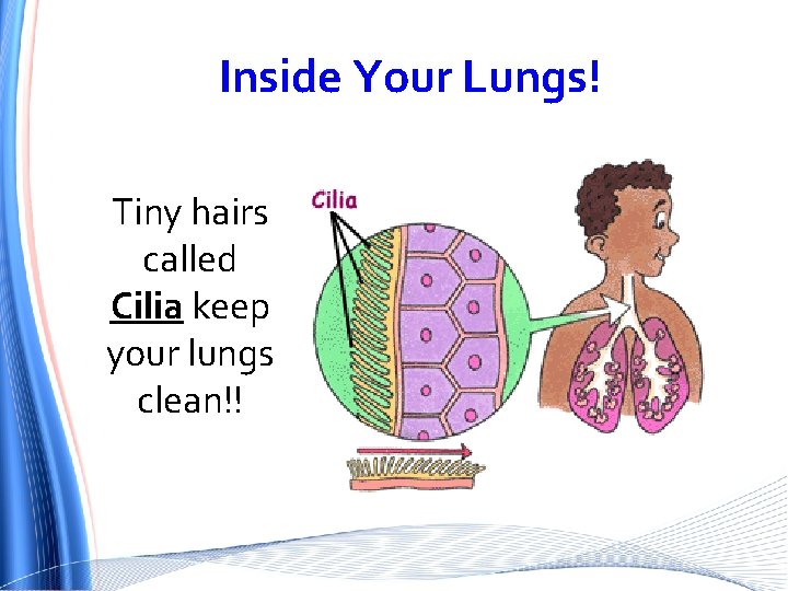 Inside Your Lungs! Tiny hairs called Cilia keep your lungs clean!! 