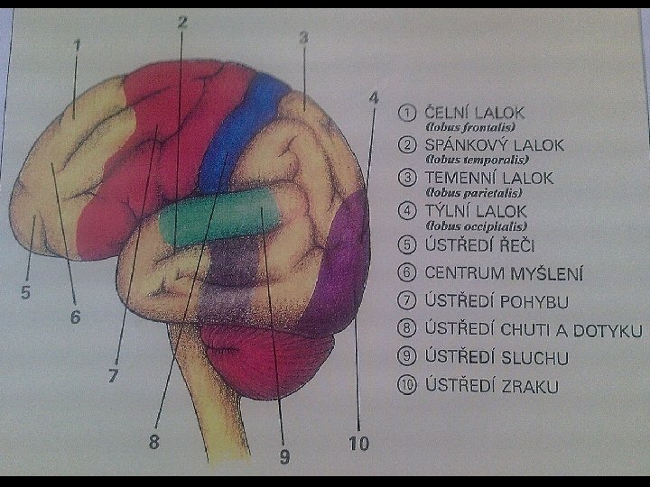 ZÁKLADNÍ FUNKCE • mozek je řídící orgán nervové soustavy • u vyšších obratlovců je